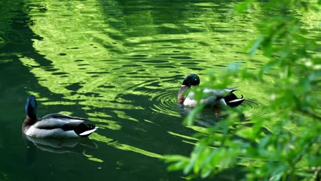 ducks swim through pond, clear reflection of green tree canopy above