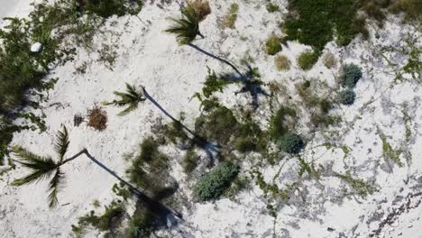 bird's-eye-view-over-deserted-beach-with-palm-trees