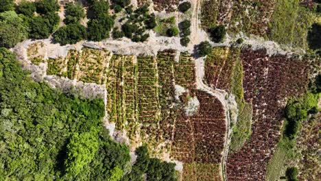 lush vineyards on the pelješac island in croatia with winding dirt roads and trees