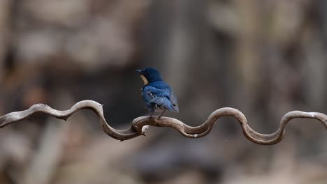 The-Indochinese-Blue-flycatcher-is-a-found-in-lowland-forests-of-Thailand,-known-for-its-blue-feathers-and-orange-to-white-breast