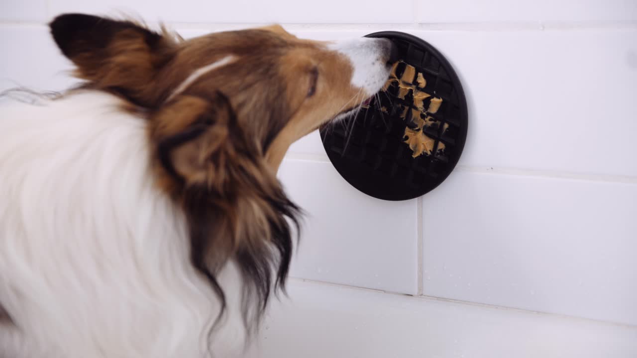 Ein schöner Shetland Sheepdog leckt einen an der Wand befestigten Teller mit klebrigem Essen darauf.