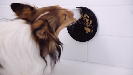 hermoso perro pastor shetland lame un plato en la pared con comida pegajosa en él