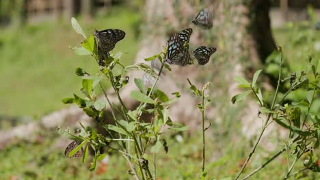 Tigerschmetterlinge-Im-Wald