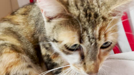 cute female cat looks at camera while giving birth to kittens