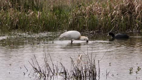 Spoonbill-in-the-water-looking-for-food-meets-a-coot