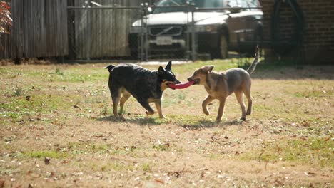 two dog puppies running in yard, tugging and fighting over frisbee