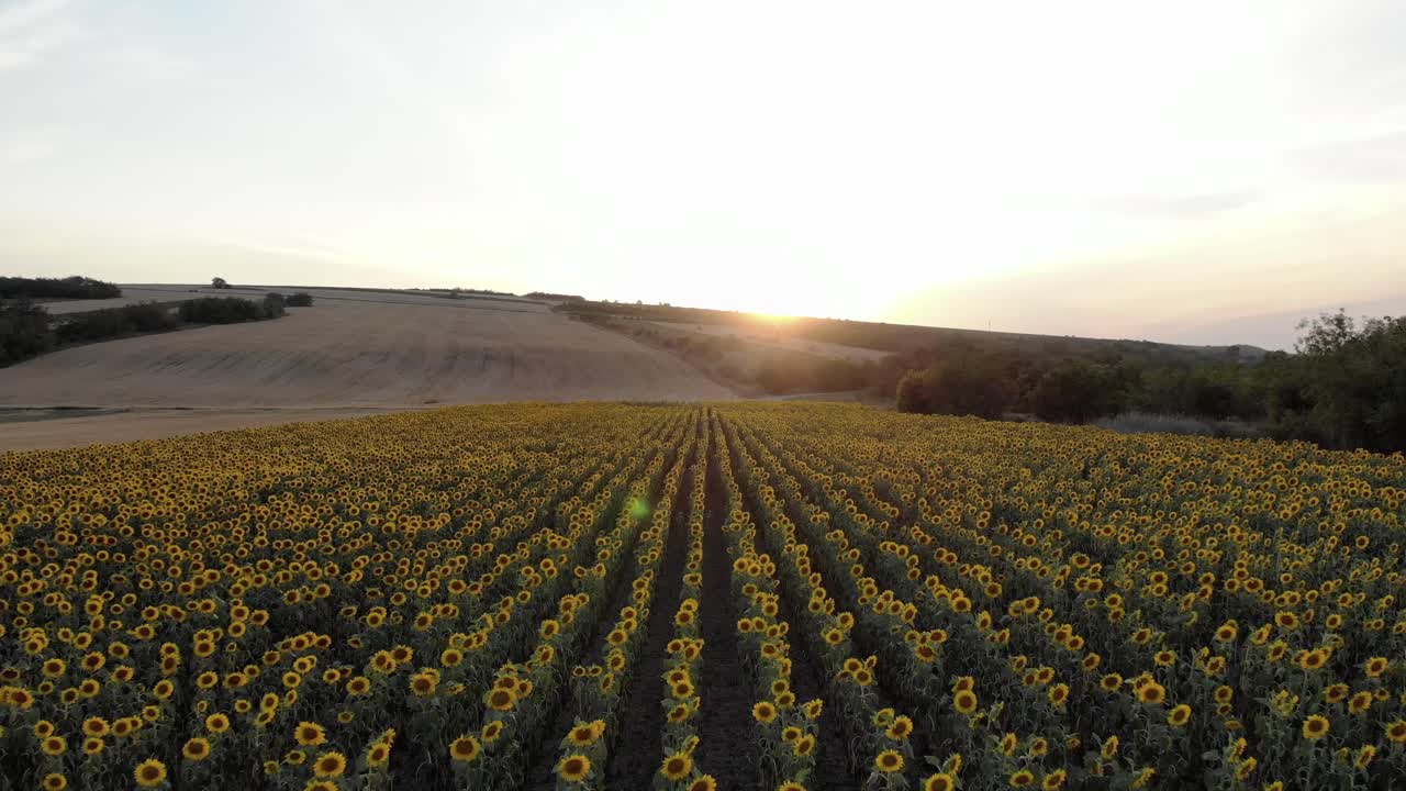 volando sobre el campo agrícola de girasoles al atardecer - disparo de drones