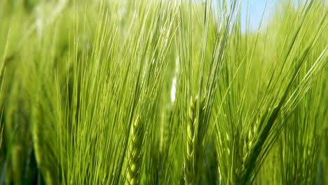 Cerca-De-Granos-Verdes-Moviéndose-Constantemente-Con-El-Viento-En-Grandes-Campos-De-Cebada-En-Un-Día-Brillante