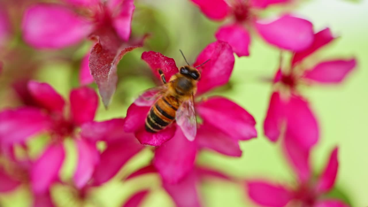 Close establishing of honey bee harvesting from wild pink blossom in natural light