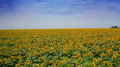 immense sunflower field on sunny day. huge agricultural field against the blue skies backdrop. drone shot.