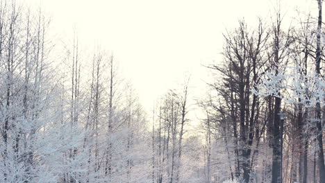 Winter-background.-Snow-covered-trees-in-winter-forest