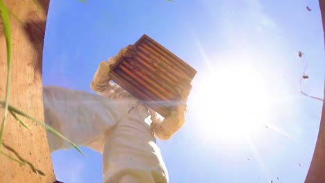 beekeeper removing beehive