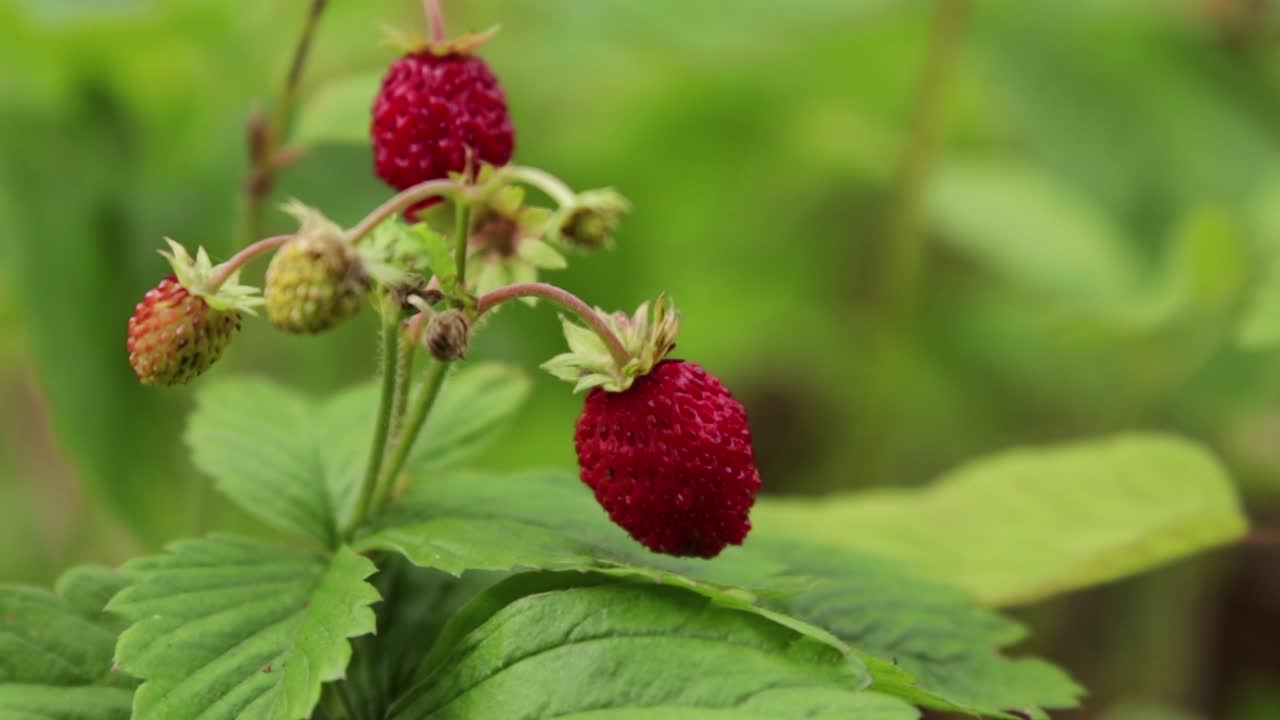 녹색 배경에 야생 딸기가 있는 작은 덤불과 얕은 들판
