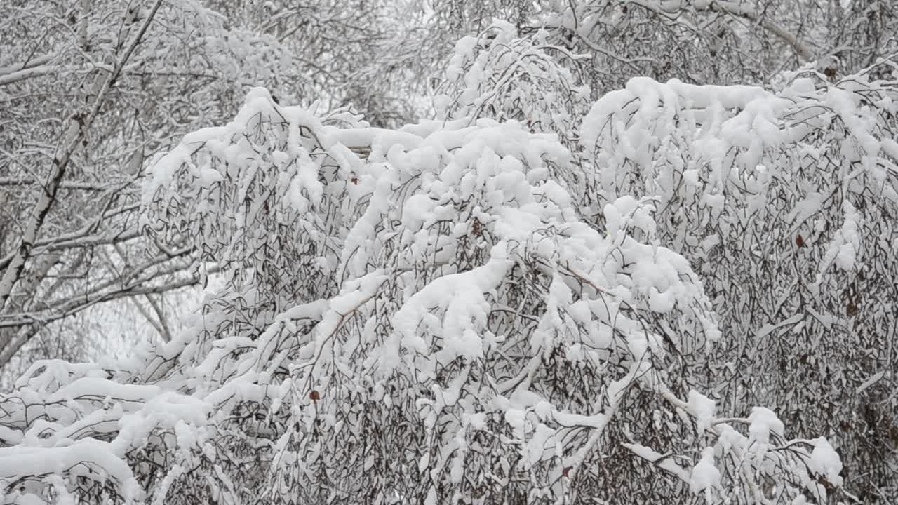 Árboles en la nieve