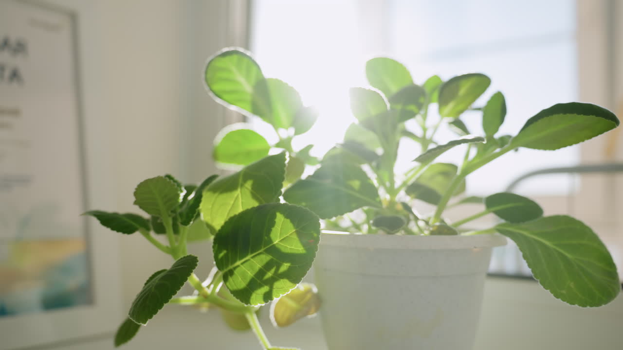 Soft sunlight streams through vibrant green leaves of healthy potted plant on windowsill, casting delicate leaf shadows and creating peaceful indoor atmosphere filled with natural beauty