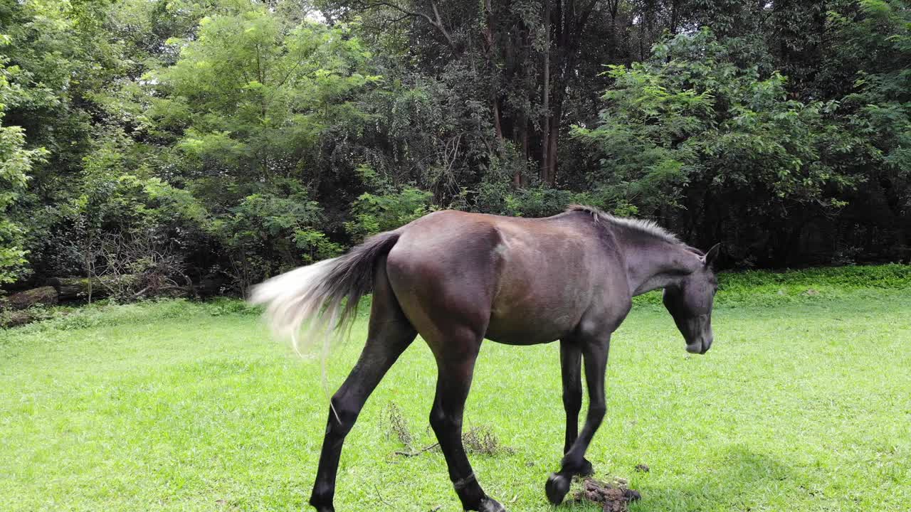 solo caballo comiendo hierba en medio de un claro de un bosque