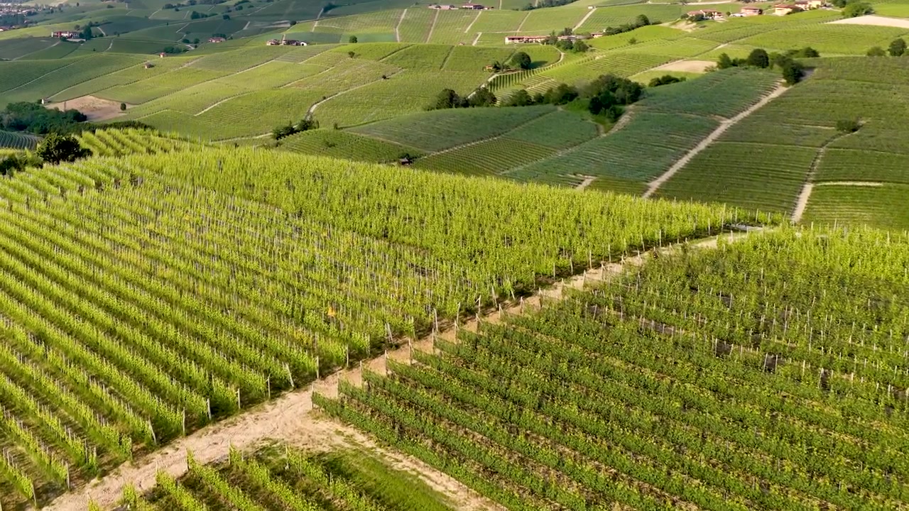 Ripresa aerea con drone dall'alto cattura rigogliosi vigneti verdi su dolci colline nella campagna italiana.