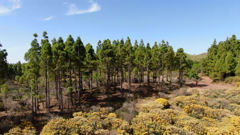 Aerial-view-traveling-out-over-canary-pine-forest-on-a-sunny-day