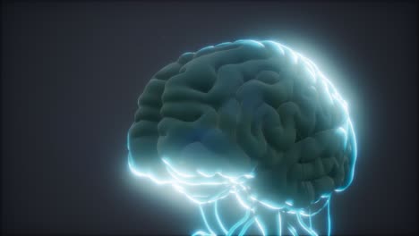 modelo animado del cerebro humano
