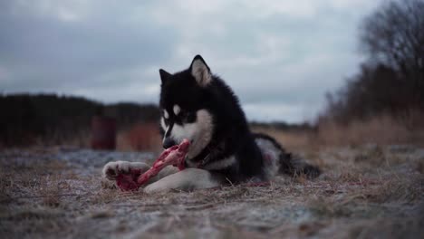 a bone is being chewed by an alaskan malamute - close up