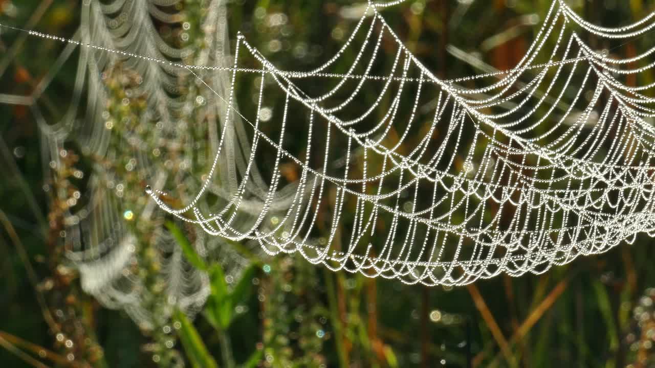 건조한 잔디의 가지에 있는 웹에 있는 이슬의 방울들