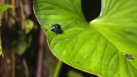 glossy green beetle walking gracefully on a leaf in the lush amazon rainforest.