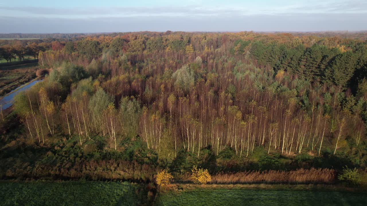 descenso aéreo y acercamiento del bosque de cosecha de abedules plantados durante el amanecer con coloridos tonos otoñales
