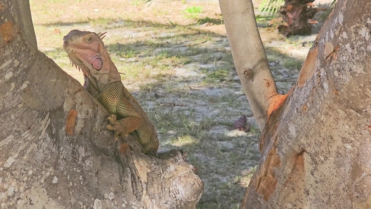 Scena di giardino tropicale con un'iguana selvatica che si arrampica su un albero, incorniciata da tronchi lisci, foglie sparse, piante in vaso, erba, terreno sabbioso e luminosi giardini del resort alla luce del giorno