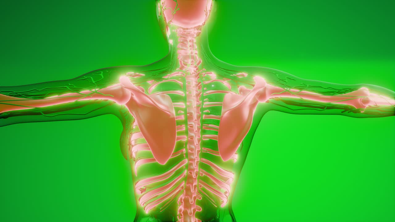 cuerpo humano transparente con huesos visibles