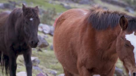 Horses-in-Peru.mp4