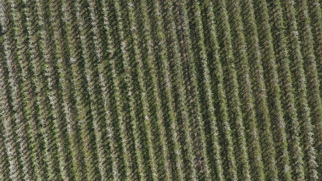 toma superior de un dron - toma aérea de una flor de manzana blanca y soleada en un campo grande 25p