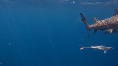 lemon shark with large bite mark on back swims past camera