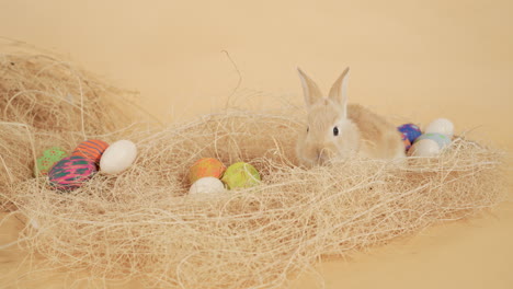 Adorable-furry-baby-Easter-bunny-and-colorful-eggs-in-a-straw-nest---Medium-close-up-backdrop-shot