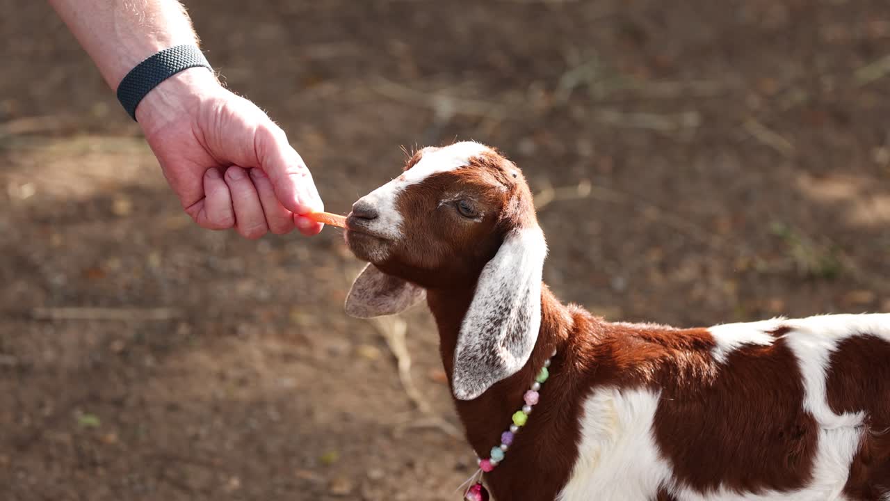어린 염소에게 먹이를 주고 있습니다.