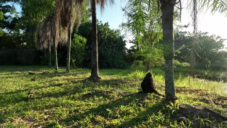 Geoffroy's-Spider-Monkey