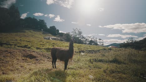 llama de pie bajo el sol en un campo agrícola en ecuador - ancho
