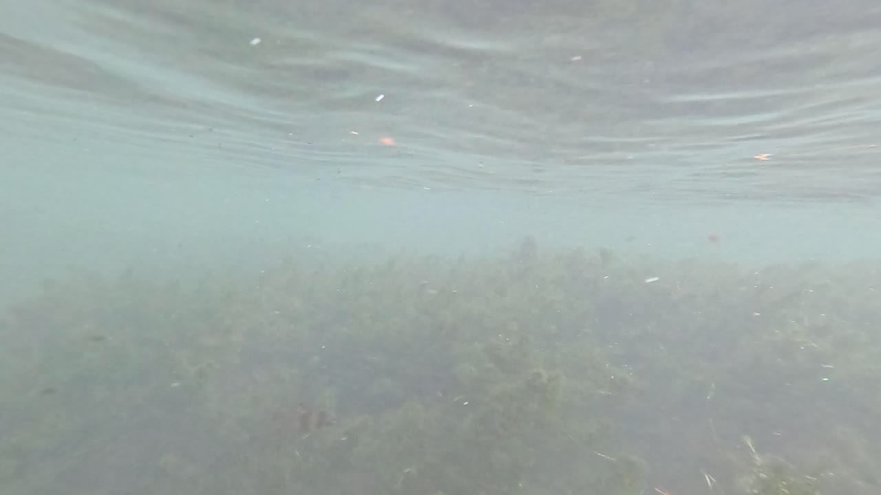 은 물, 해조류, 그리고 크라비에 잠긴 나무 줄기