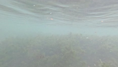 clear water, seaweed, and submerged logs in krabi