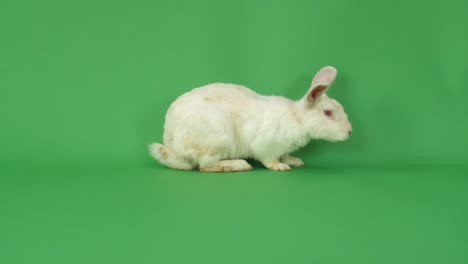 white rabbit on green screen