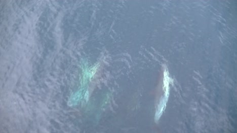 delfines nariz de botella utilizando el vapor de un buque de carga