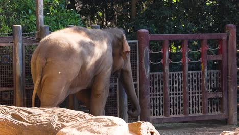 elephant interacting with enclosure gate