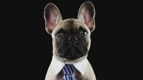 studio portrait of french bulldog puppy wearing collar and tie against black background