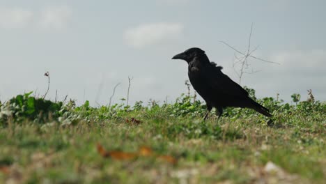 A-crow-picks-at-some-meat-on-the-ground-on-a-windy-day-by-the-sea