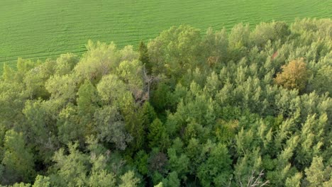 Fly-over-vast-forestry-and-empty-fields-2