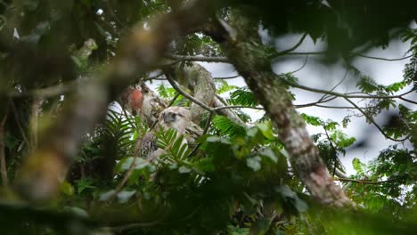 Seen-looking-to-the-left-and-up-while-perched-high-up-on-a-fern-during-a-windy-and-foggy-day,-Rare-Footage,-Philippine-Eagle-Pithecophaga-jefferyi,-Philippines