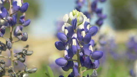 Texas-Wildblumen,-Die-Im-Frühling-Blühen,-Bluebonnets-Und-Verschiedene-Andere-Blumen