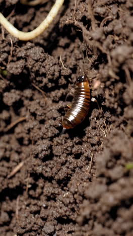 earthworm in soil