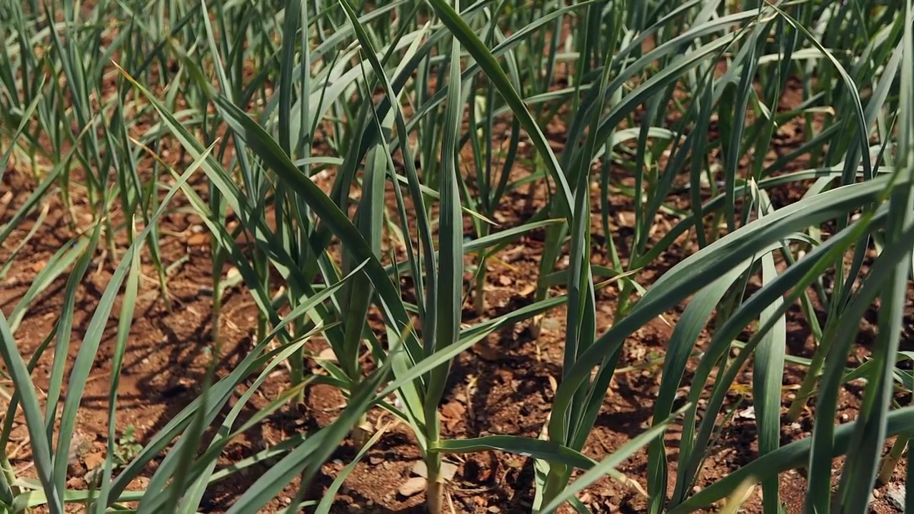 Vue panoramique sur des rangées soignées de plants d'ail poussant dans un potager