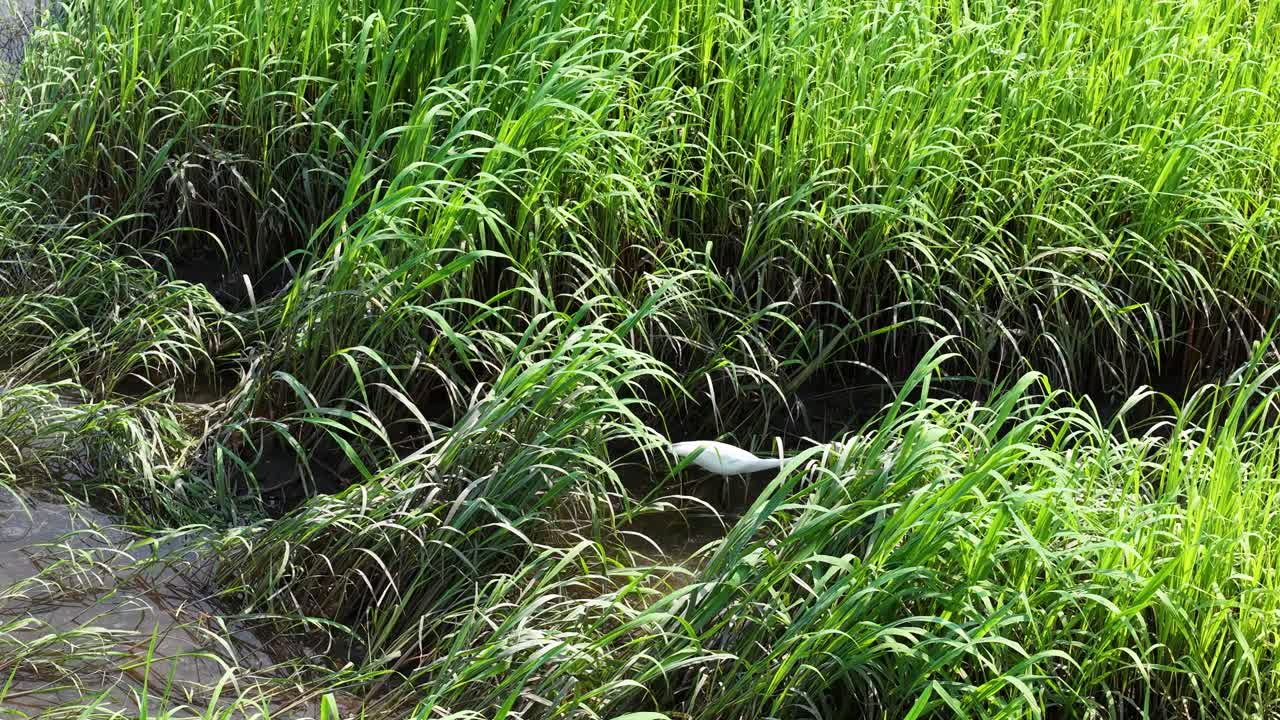 Droneoptagelser i fugleperspektiv af frodig, grøn mos og vådt græs langs kanten af en sumpet dam ved Middleton Place Plantation nær Charleston, South Carolina.