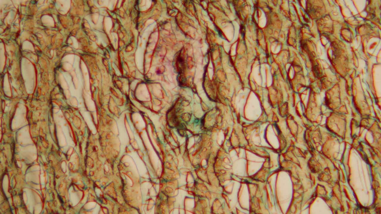 Vista microscopica di cellule di tessuto biologico ingrandite